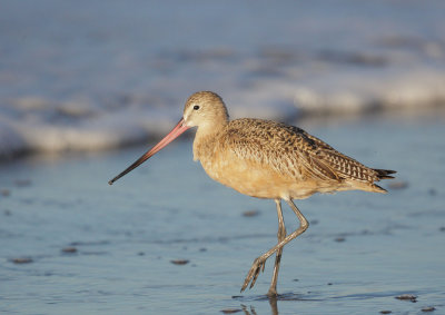 Marbled Godwit