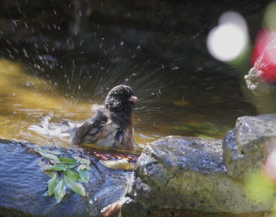 Dark-eyed Junco bath, October 20, 2018