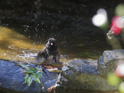 Dark-eyed Junco, bathing