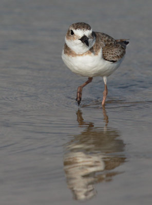 Wilson's Plover, female