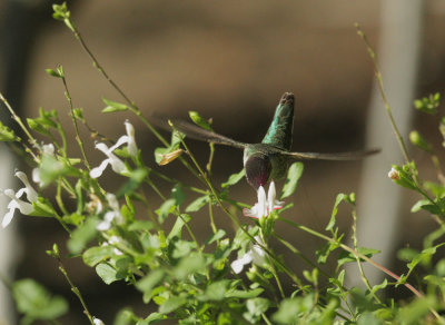 Anna's Hummingbird, male