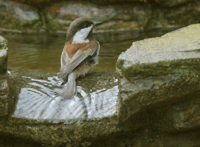 Chestnut-backed Chickadee, bathing