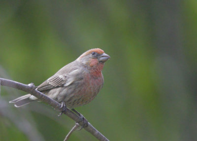 House Finch, male