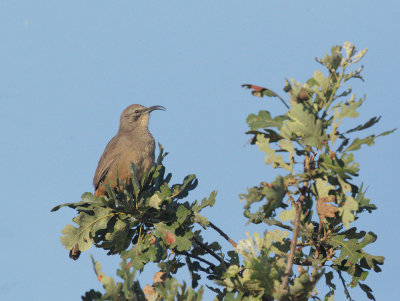 California Thrasher