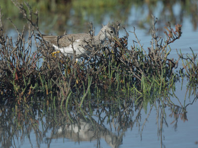 Greater Yellowlegs