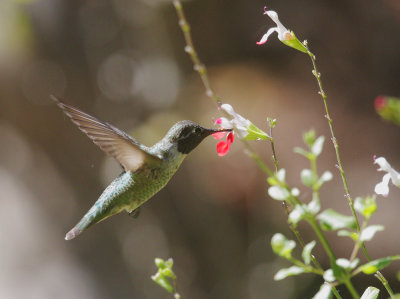 Anna's Hummingbird, male