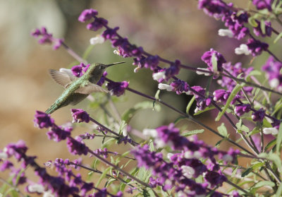 Anna's Hummingbird, female