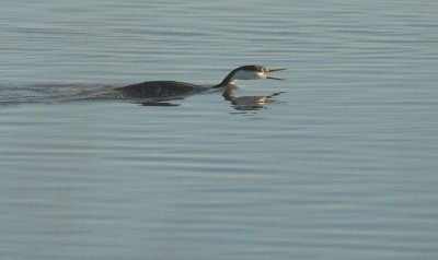 Western Grebe