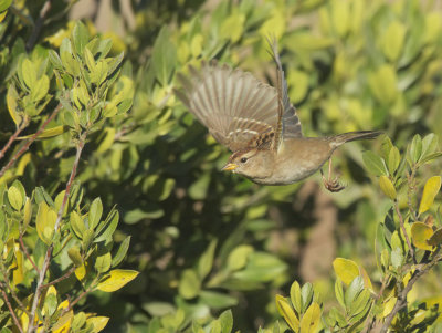 White-crowned Sparrow, first-cycle, flying