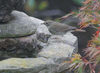 Hermit Thrush