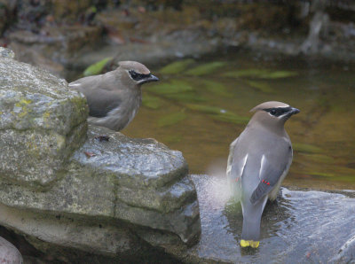 Cedar Waxwings, adult (R) and first-cycle