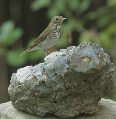 Hermit Thrush, on statuary