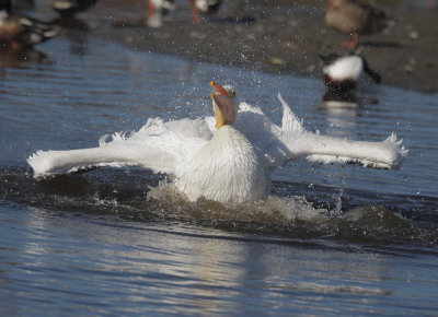 American White Pelican