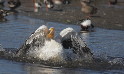 American White Pelican