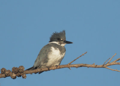 Belted Kingfisher, male