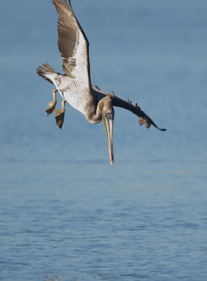 Brown Pelican, diving 1
