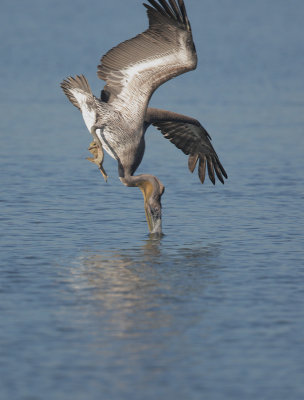 Brown Pelican, diving 2