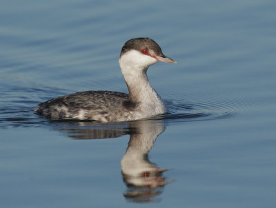 Horned Grebe