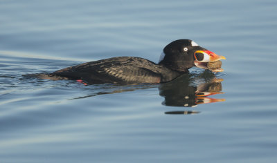 Surf Scoter, male with clam