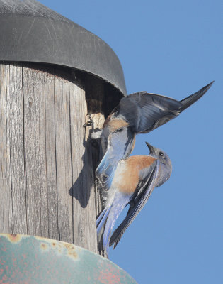 Western Bluebirds, pair