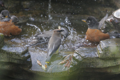 Cedar Waxwing with American Robins