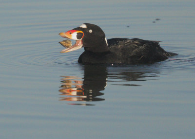 Surf Scoter, male with clam