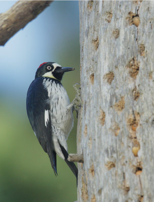 Acorn Woodpecker, at granary tree