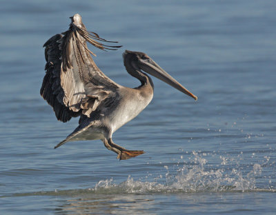 Brown Pelican, first-cycle