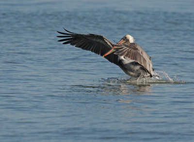 Brown Pelican, adult