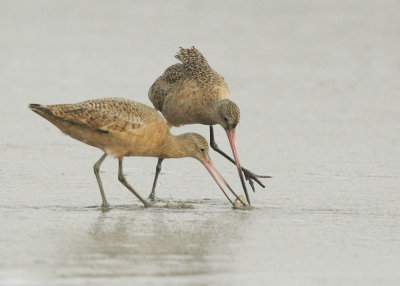 Marbled Godwits, competing for food, 2