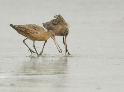 Marbled Godwits, competing for food, 3