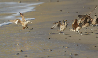 Marbled Godwits, Whimbrels, Curlew, 1400.jpg