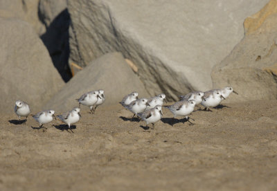 Sanderlings