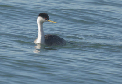 Western Grebe