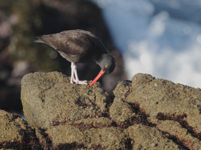 Black Oystercatcher, with limpet