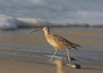 Long-billed Curlew