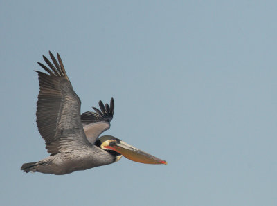 Brown Pelican, breeding plumage