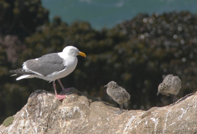 Western Gull, adult and downy chicks