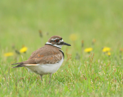 Killdeer