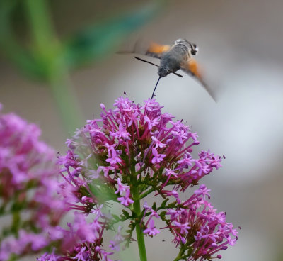 Hummingbird Hawk-Moth, Sillico, Garfagnana, Tuscany