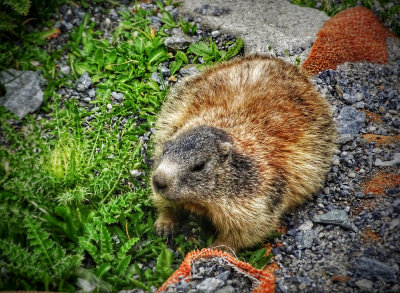 A Marmot in the Stelvio Pass