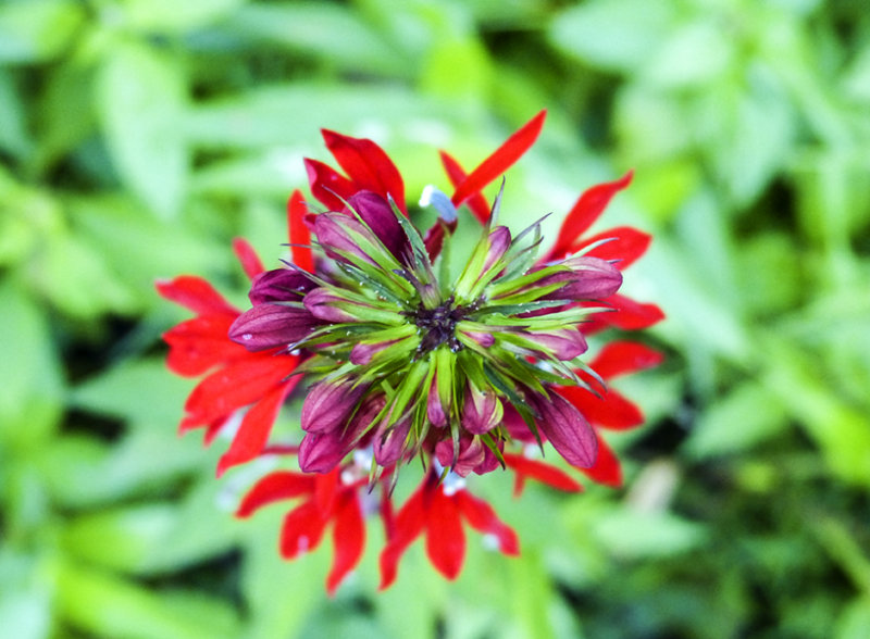 cardinal flower 368