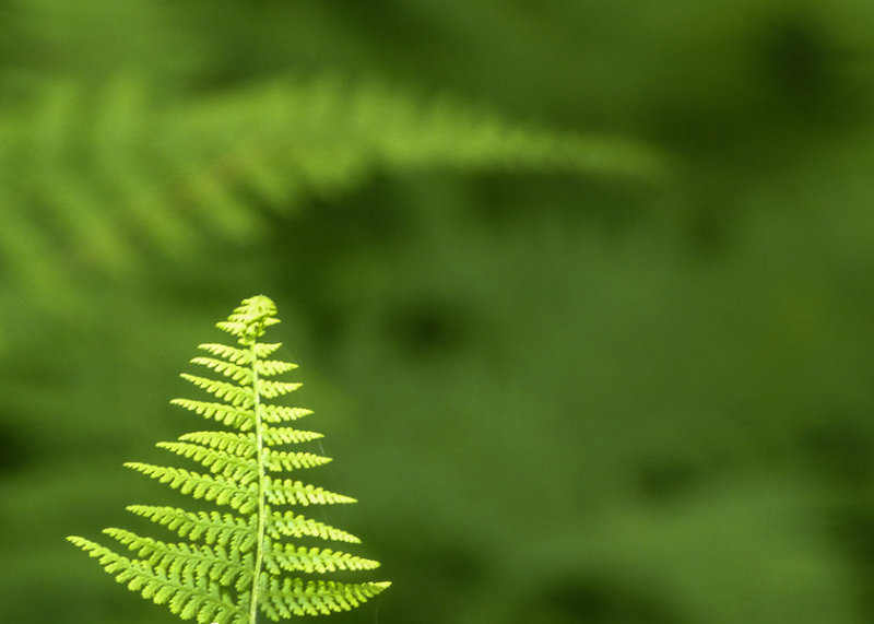 green_on_green_202