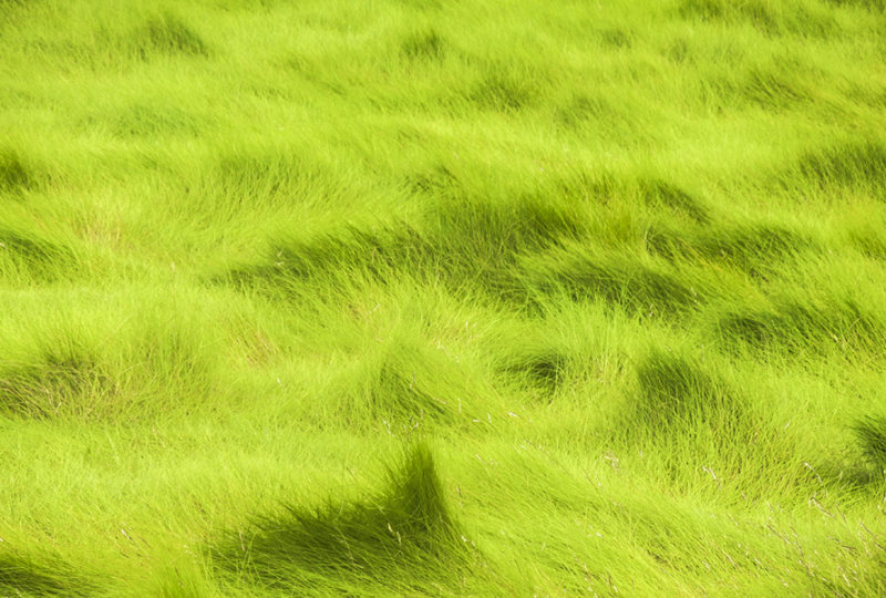 summer green 959