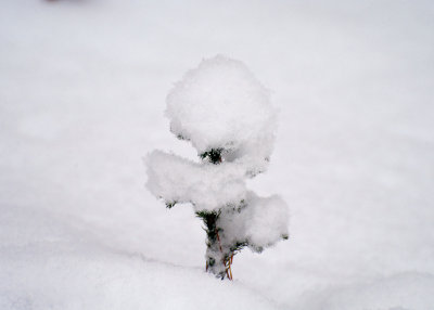 snow tree 10