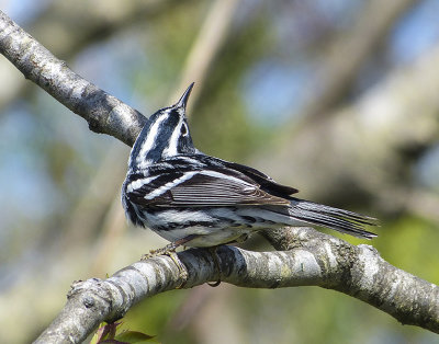 black-and-white warbler 291