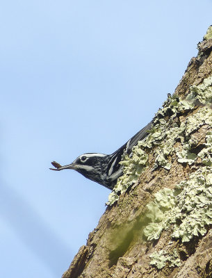 black-and-white warbler 648