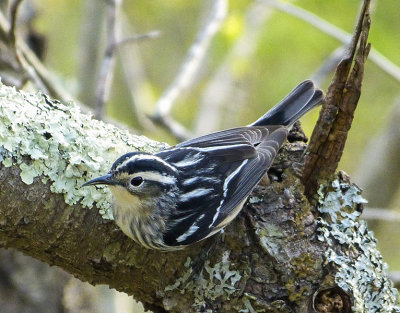 black-and-white warbler 633