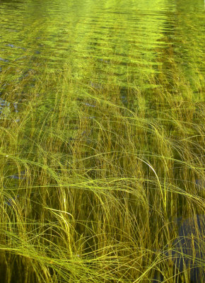 river grass 251