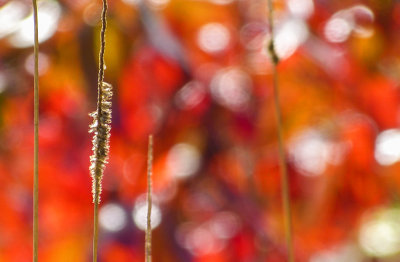 autumn bokeh 225